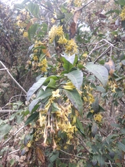 Cestrum thyrsoideum