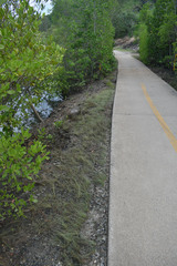 Fimbristylis polytrichoides