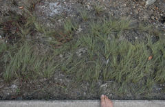 Fimbristylis polytrichoides