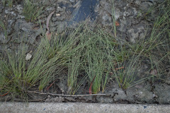 Fimbristylis polytrichoides