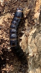 Stenagostus rhombeus