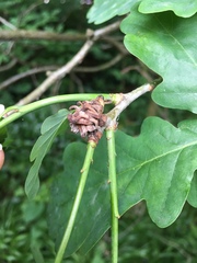 Andricus grossulariae