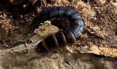 Stenagostus rhombeus