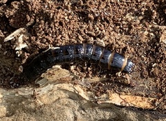 Stenagostus rhombeus