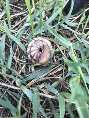 Helix lucorum
