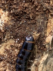 Stenagostus rhombeus