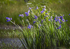 Iris giganticaerulea
