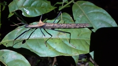 Pseudophasma bispinosum
