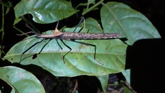 Pseudophasma bispinosum