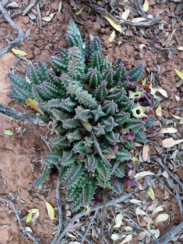 Ceropegia thuretii
