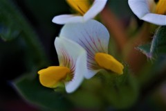 Tripodion tetraphyllum