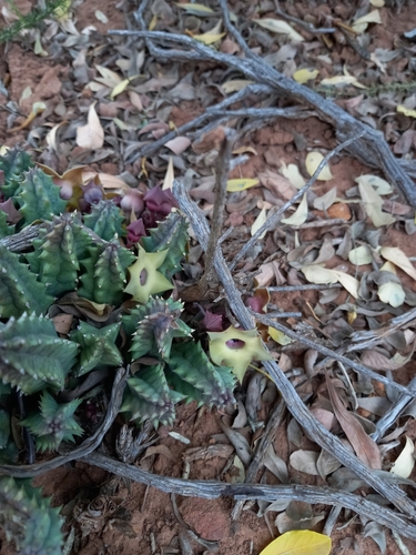 Ceropegia thuretii