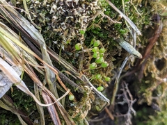 Physcomitrium pyriforme