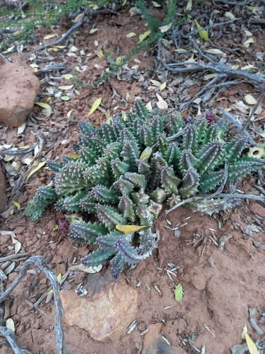 Ceropegia thuretii