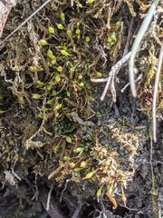 Physcomitrium pyriforme