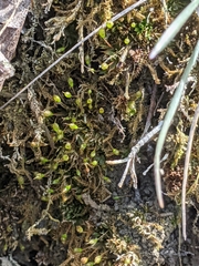 Physcomitrium pyriforme