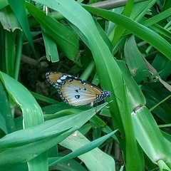 Danaus chrysippus alcippus
