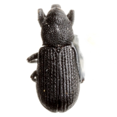 Magdalis pandura