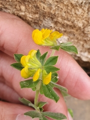Lotus ornithopodioides