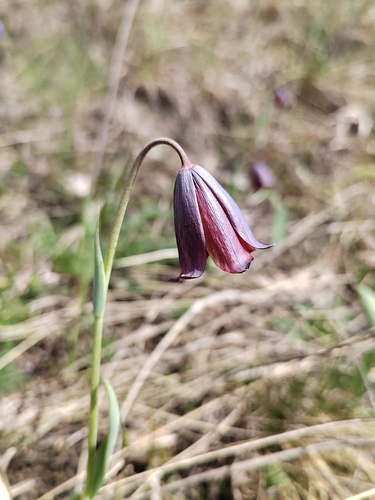 Image of Fritillaria caucasica by (c) Nikita Gerasin, some rights reserved (CC BY)