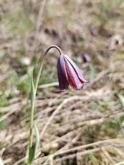 (c) Nikita Gerasin, some rights reserved (CC BY) Fritillaria caucasica, photograph (c) Nikita Gerasin, some rights reserved (CC BY)
