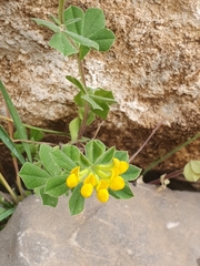 Lotus ornithopodioides