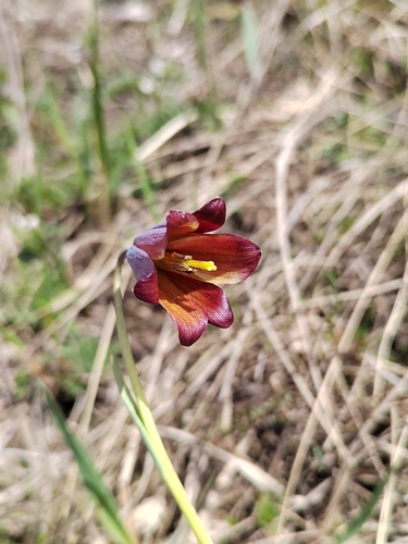 Fritillaria caucasica, photograph 6