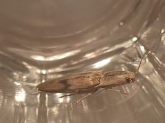 Conoderus fuscofasciatus