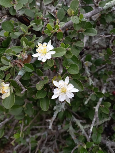 Image of Grewia robusta by (c) Christiaan Viljoen, some rights reserved (CC BY)