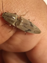 Conoderus fuscofasciatus