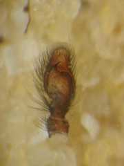 Anarrhotus fossulatus