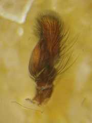 Anarrhotus fossulatus