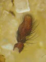 Anarrhotus fossulatus