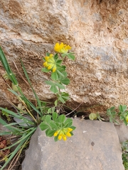 Lotus ornithopodioides