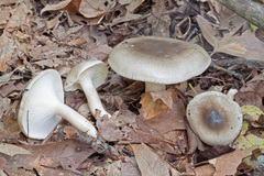 Hygrophorus occidentalis