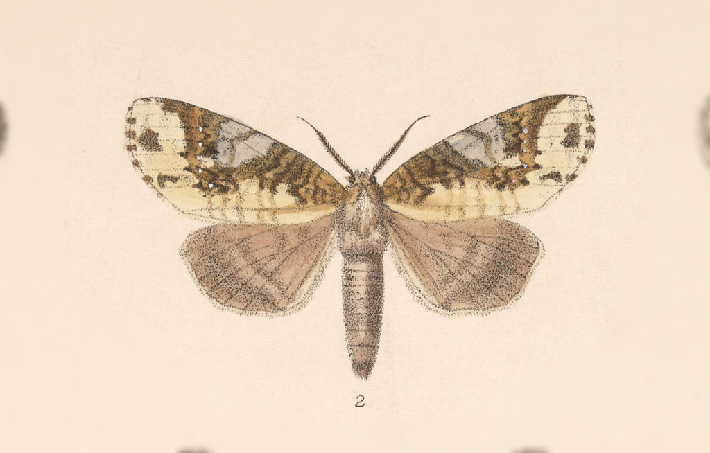 Disphragis tharis