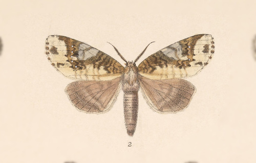 Disphragis tharis