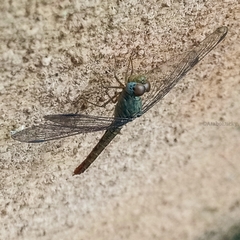 Crocothemis divisa