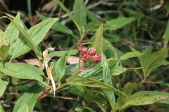 Viburnum urceolatum