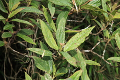 Viburnum urceolatum