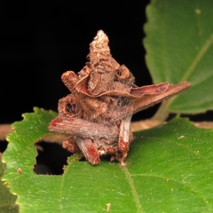 Psychidae