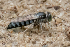 Bembix melancholica