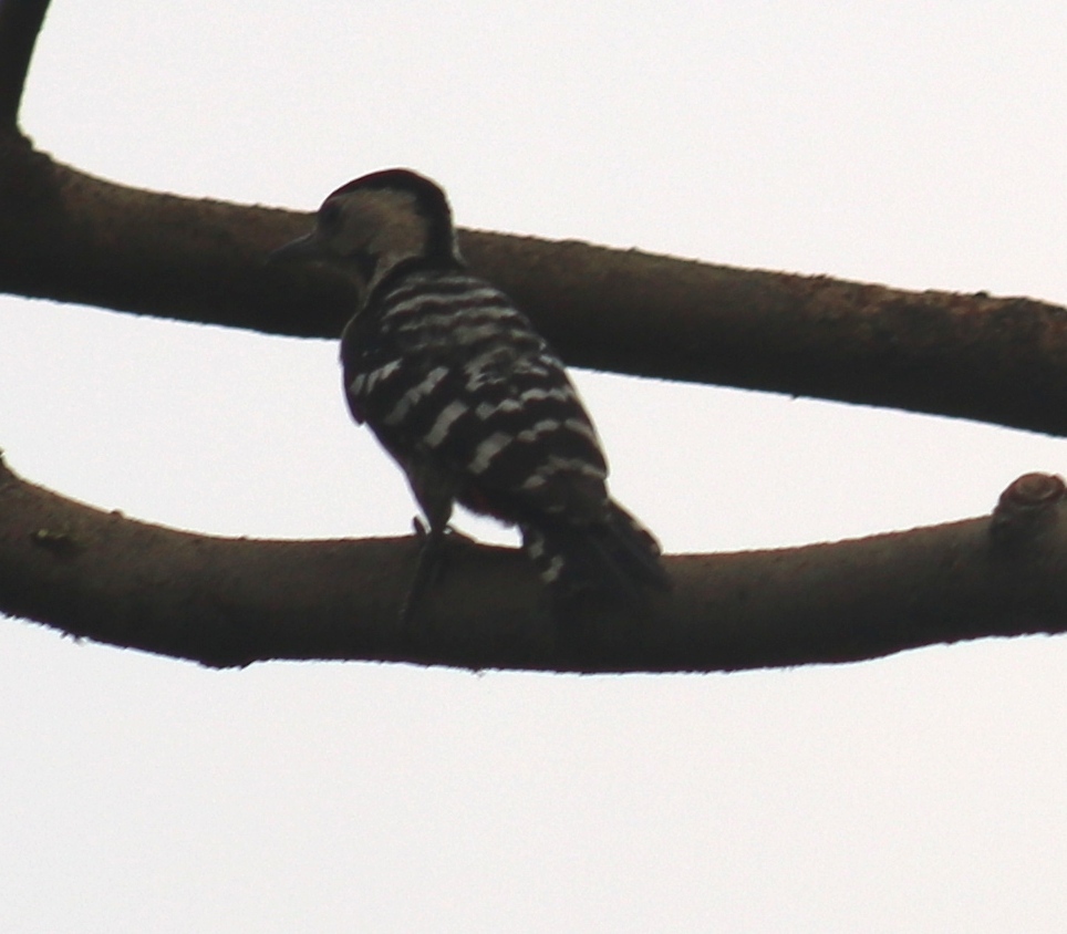 Fulvous-breasted Woodpecker
