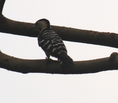 Dendrocopos macei