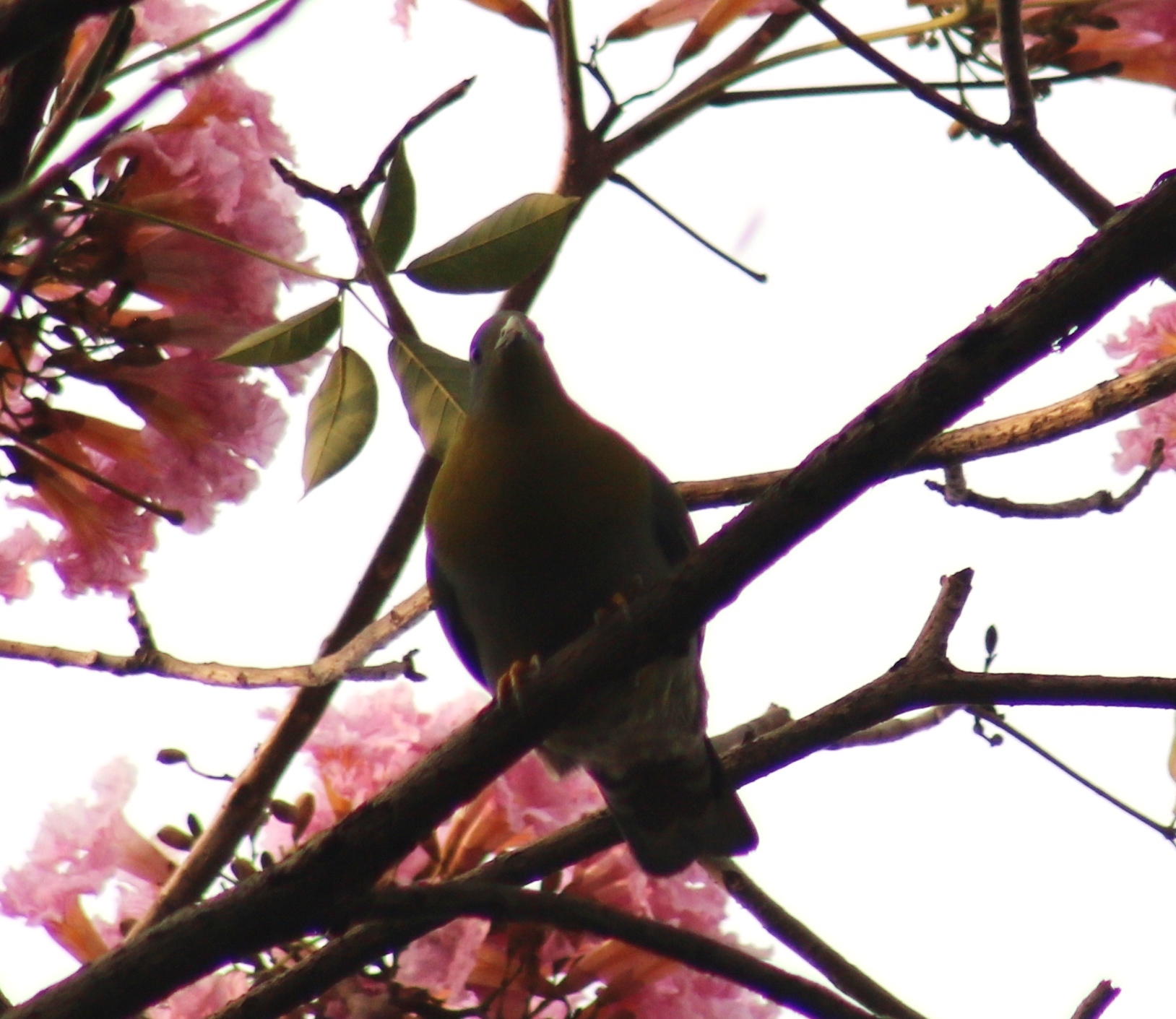 Yellow-footed Green Pigeon