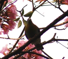 Treron phoenicopterus