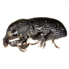 Magdalis pandura