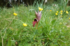 Serapias cordigera