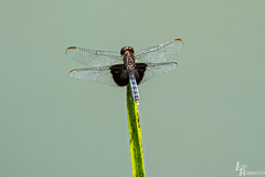 Erythrodiplax latimaculata