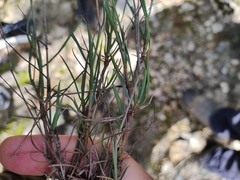 Bupleurum fruticescens